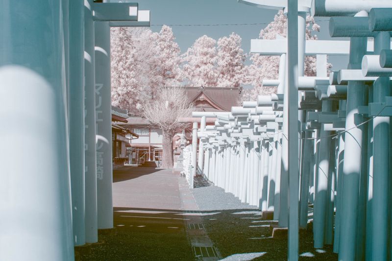 sakurahongngoai sakurahongngoai